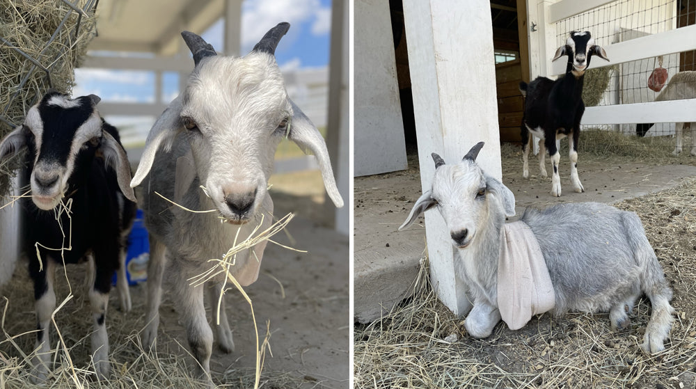 Lilo & Stitch rescued goats at FarmHouse Fresh Sanctuary