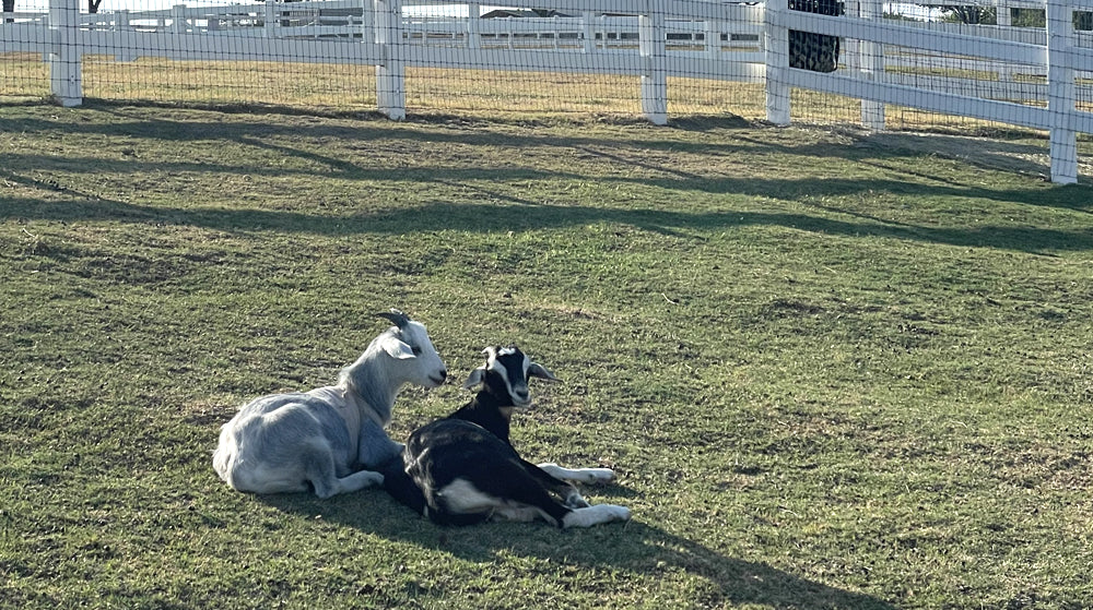 Lilo & Stitch laying in the field at FarmHouse Fresh Sanctuary