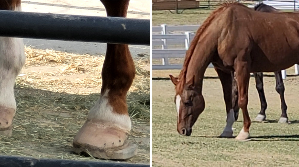 Clogs for horses bad knees