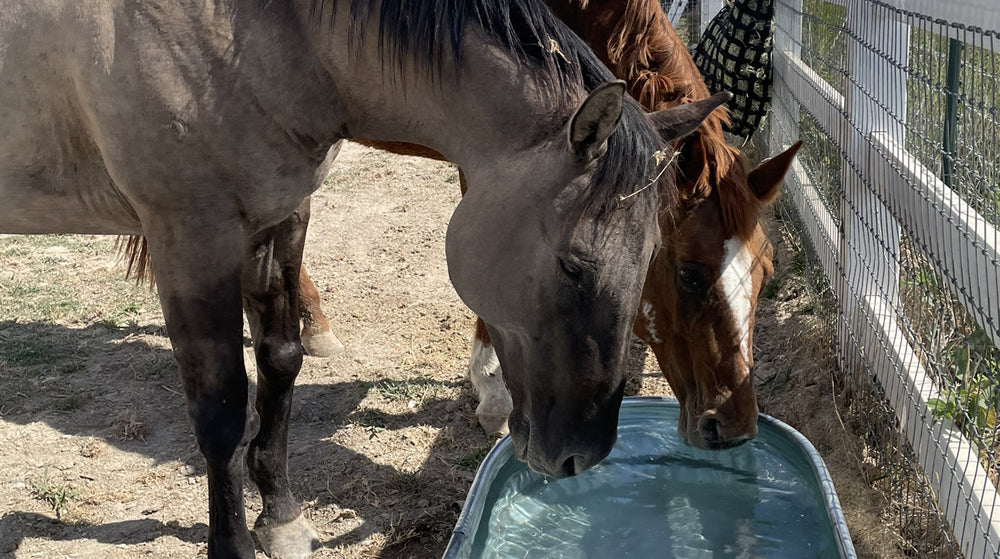 Rescued Horses drinking together