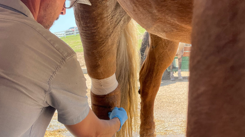 Regional Limb Perfusion in draft horse