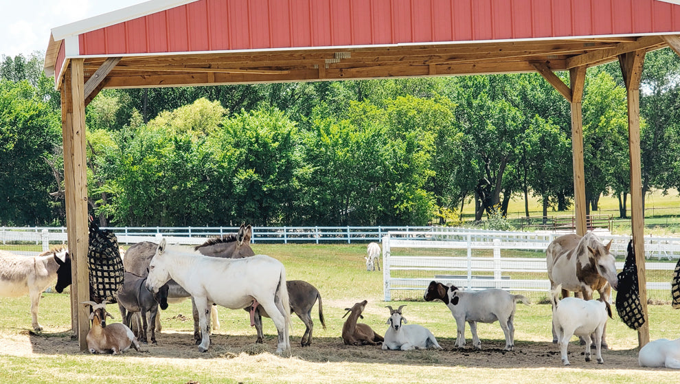 FarmHouse Fresh Sanctuary Animals