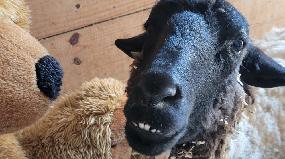 Stargazer blind and deaf sheep comes to FarmHouse Fresh Sanctuary