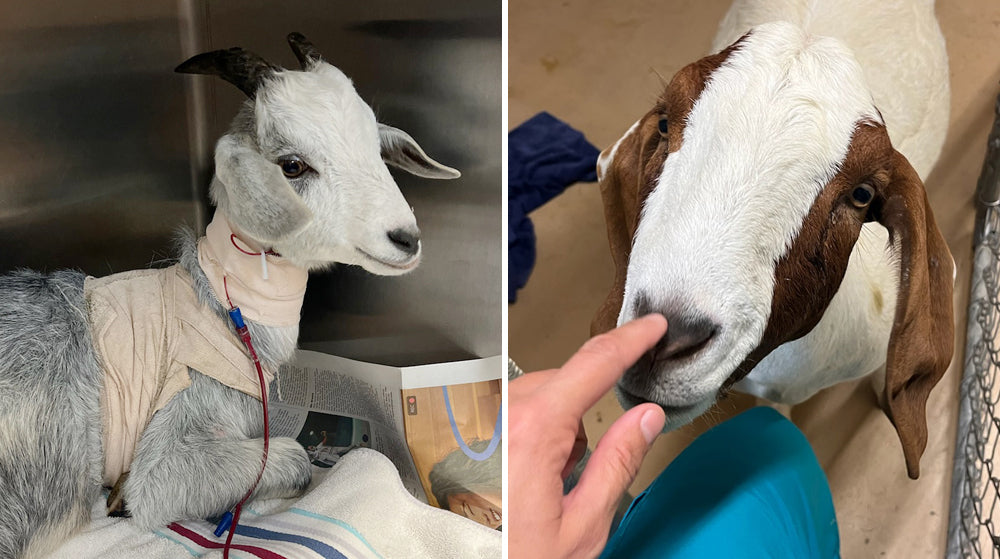 Stitch the goat gets a blood transfusion at FarmHouse Fresh