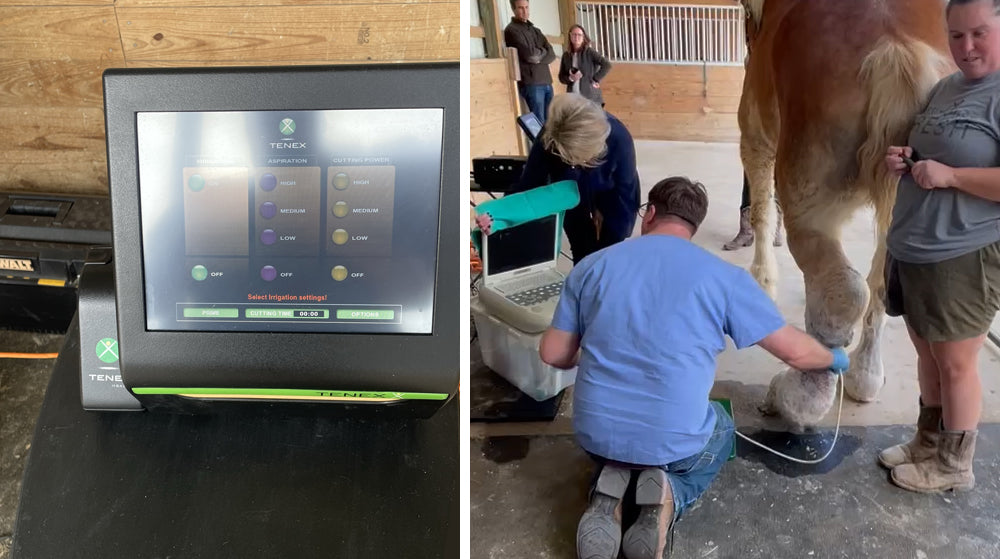 Draft Horse Willow Tenex Surgery at FarmHouse Fresh With Dr. Vlahos