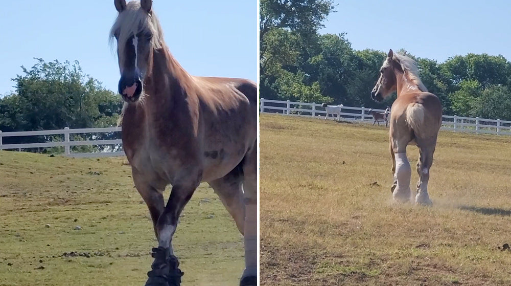 Willow gallops