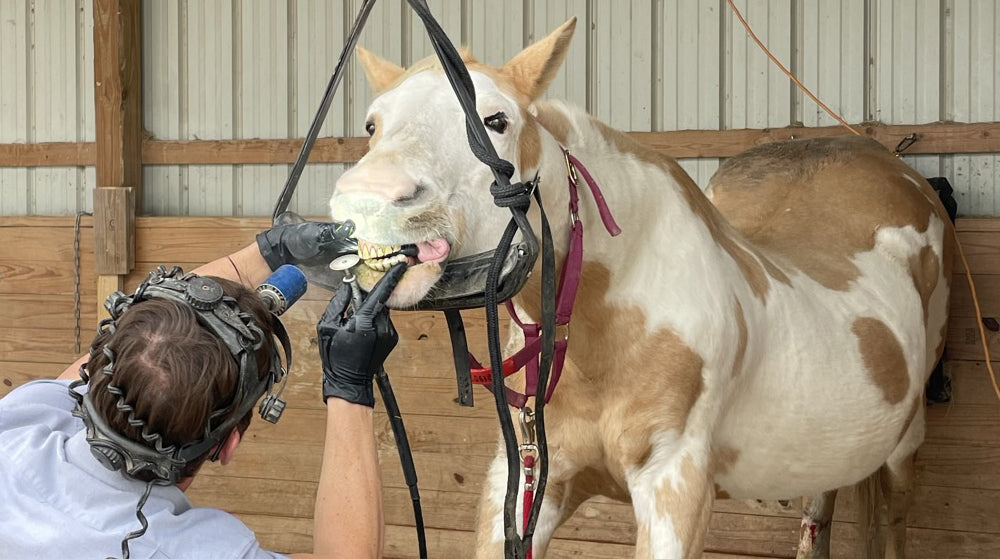 Getting teeth checked at FHF Sanctuary