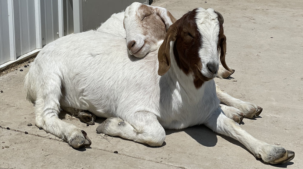 Elliot the Goat Has been walking on his knees