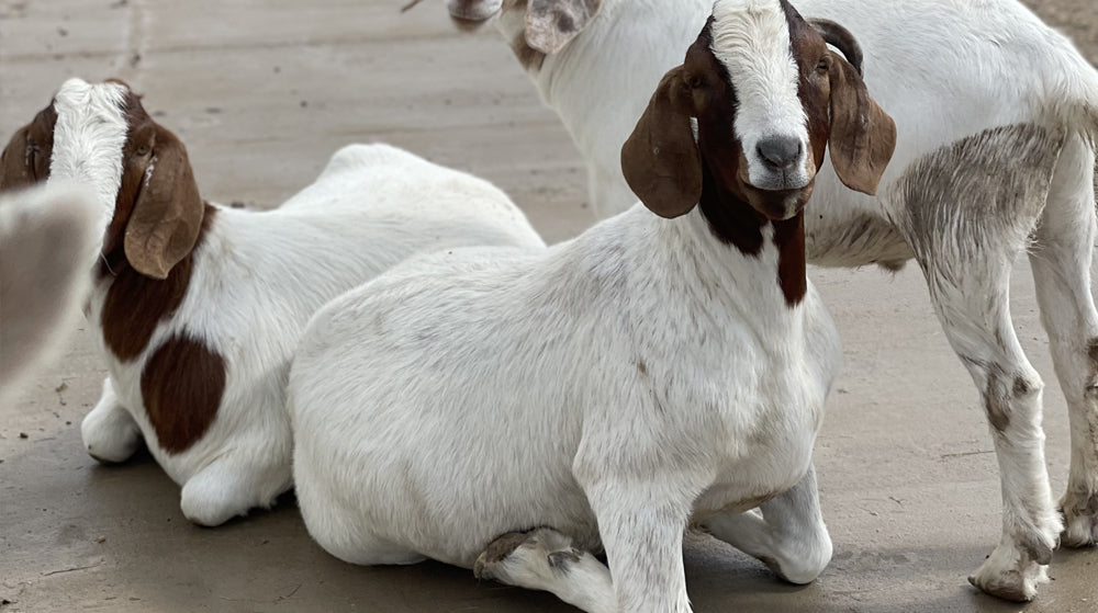 Elliot the goat always on his knees