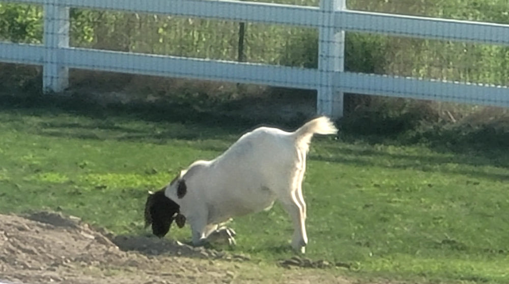 Elliot the goat walking on his knees