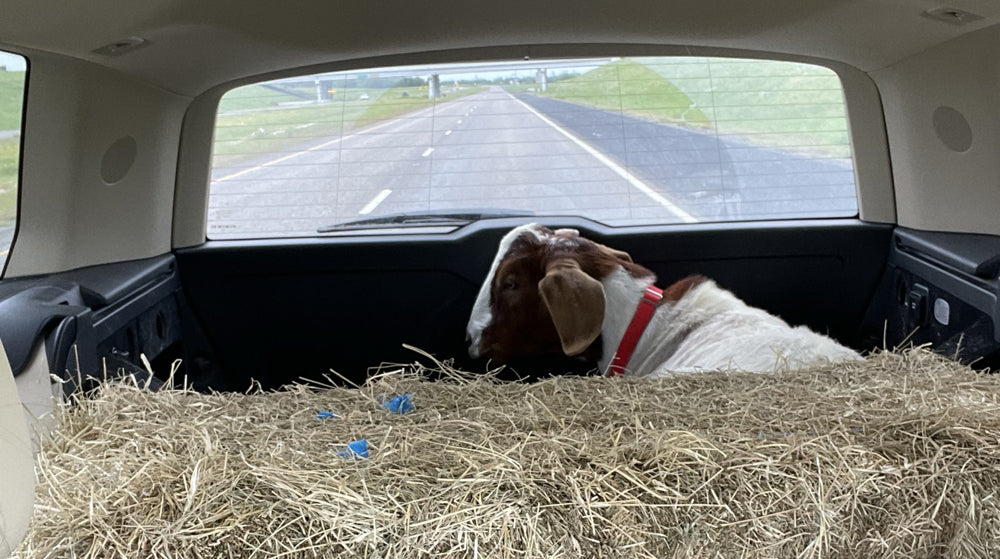 Elliot on the car ride to the Vet