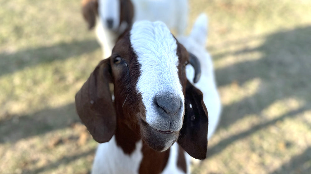 Elliot smiling