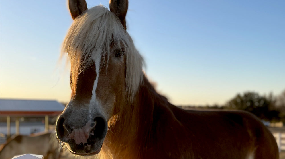 Willow the Draft Horse Gets Tenex Surgery