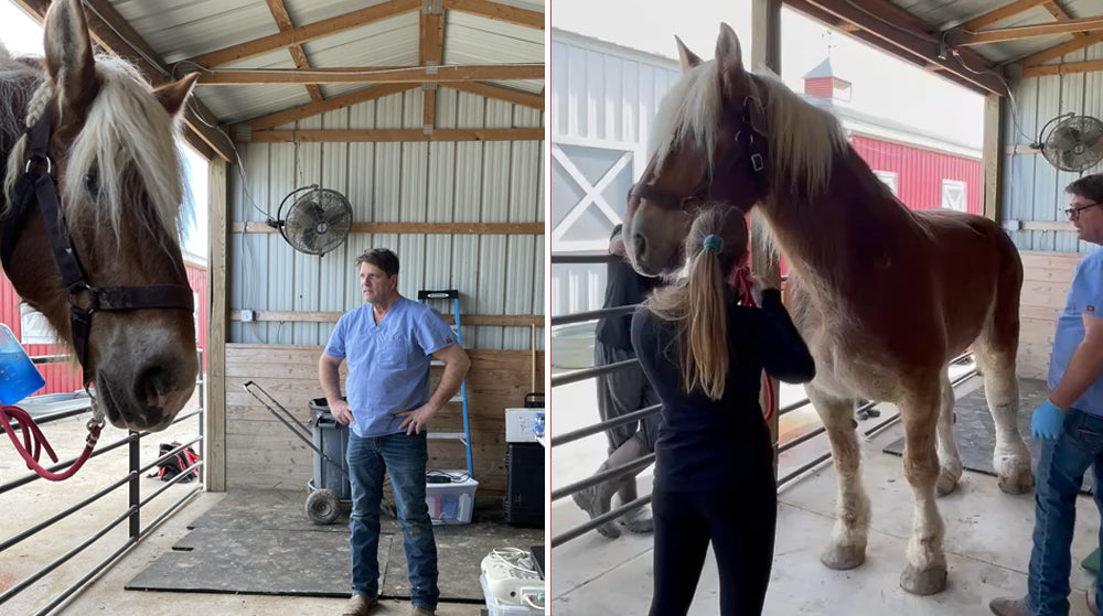 Willow the Draft Horse gets Tenex Surgery at FarmHouse Fresh Sanctuary