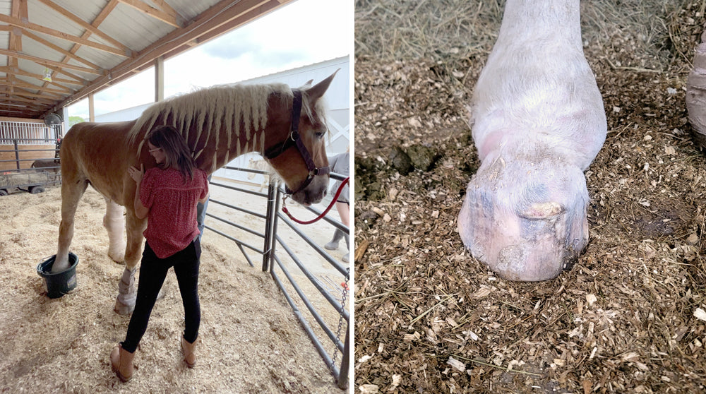 Coronary band blowout abscess in draft horse Willow