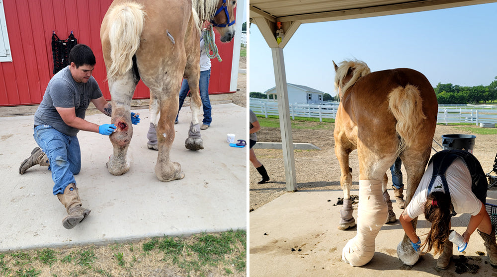 Tendon blowout in draft horse