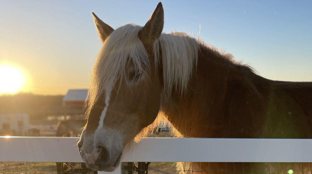 Saying goodbye to Willow