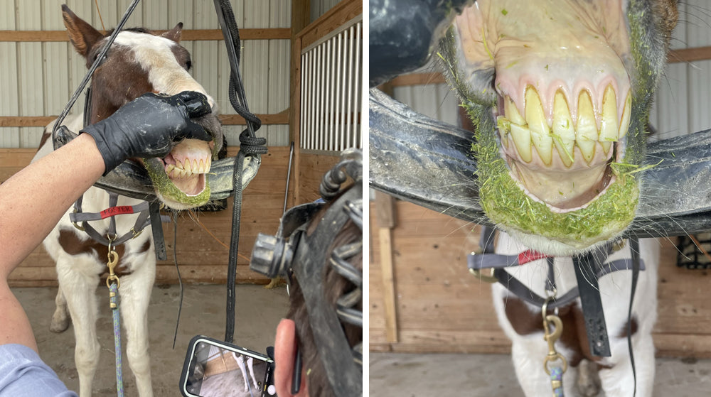 Daisy the horse gets her teeth floated at FarmHouse Fresh Sanctuary