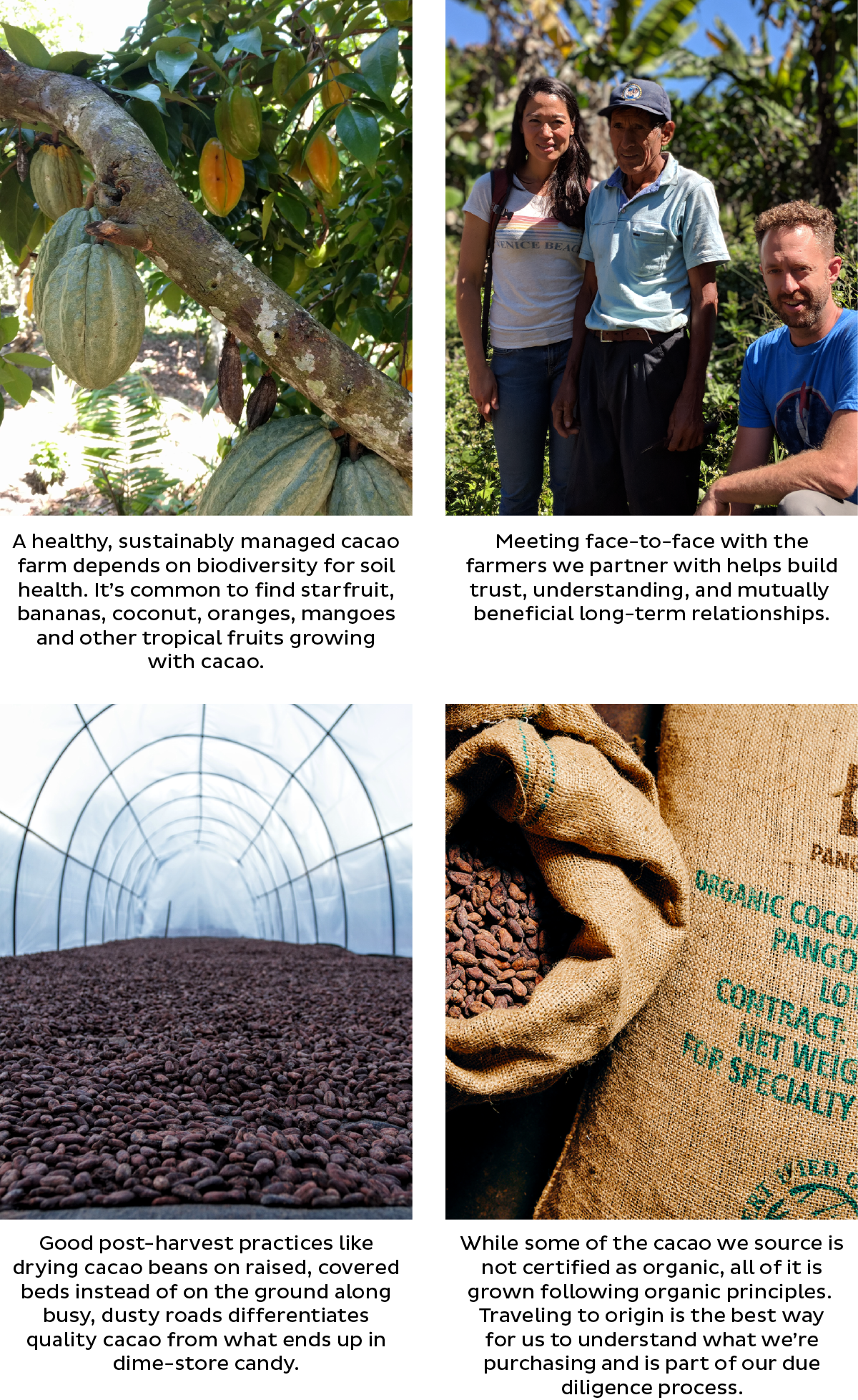 4 images. The first is a photo of a cacao tree branch with 5 green unripe cacao pods on it, with several star fruit behind growing on a nearby tree. The caption for this image says "A healthy, sustainably managed cacao farm depends on biodiversity for soil health. It’s common to find starfruit, bananas, coconut, oranges, mangoes and other tropic fruits growing with cacao." The second image is of Xocolatl founders Elaine Read & Matt Weyandt meeting with an organizer from CAC Pangoa, a co-op in Peru where Xocolatl sources cacao beans. The caption for this image says "Meeting face-to-face with the farmers we partner with helps build trust, understanding, and mutually beneficial long-term relationships. The third image is of a large quantity of cacao beans spread out under a greenhouse dome to dry. A bright blue sky is visible beyond the dome. The caption for this image says "Good post-harvest practices like drying cacao beans on raised, covered beds instead of on the ground along busy, dusty roads differentiates quality cacao from what ends up in dime-store candy." The fourth and final image is of a large jute bag filled with cacao beans that is labeled as organic cacao from Pangoa. The caption for this photo says "While some of the cacao we source is not certified as organic, all of it is grown following organic principles.  Traveling to origin is the best way for us to understand what we’re purchasing and is part of our due diligence process."