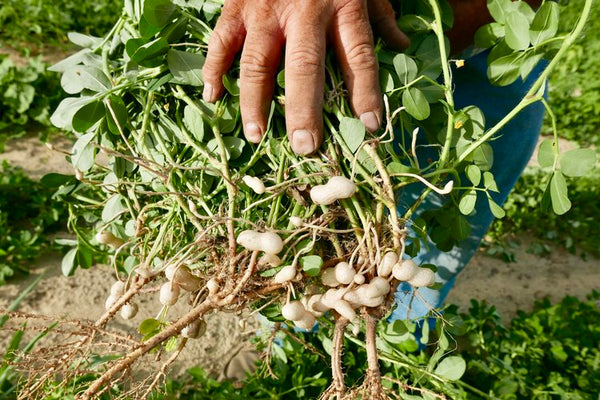 Peanut plants being pulled out of the ground