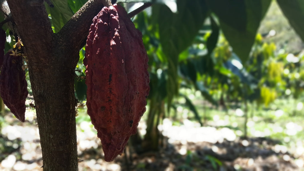 A single, maroon colored, bumpy cacao pod growing off a cacao tree branch in the shade.