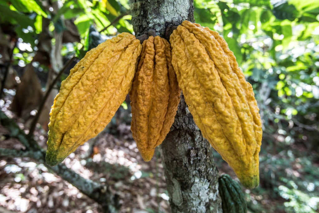 A cluster of 3 warty, bumpy yellow cacao pods with elongated bodies and pointy tips.