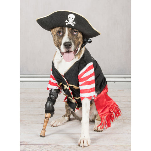 Keating, pirate dog born without a leg, wearing his official pegleg made from Willow wood by Miller Prosthetics & Orthotics