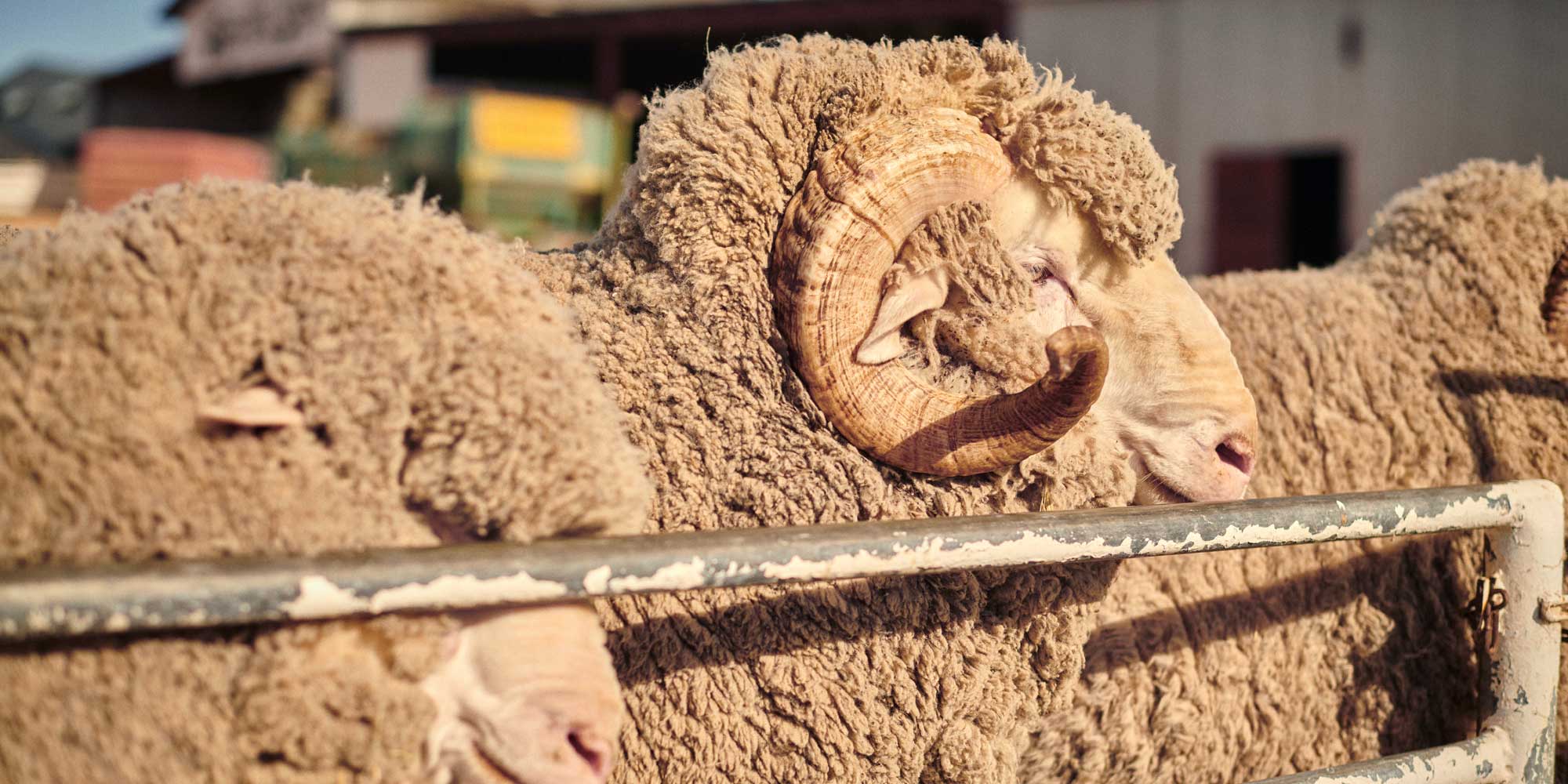 Merino sheep - Woolmark accredited