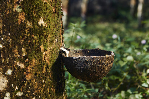 Close up of latex being siphoned from rubber tree. 