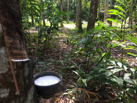 5 Reasons to Buy a Natural Latex Pillow - rubber harvesting from rubber trees in Sri Lanka