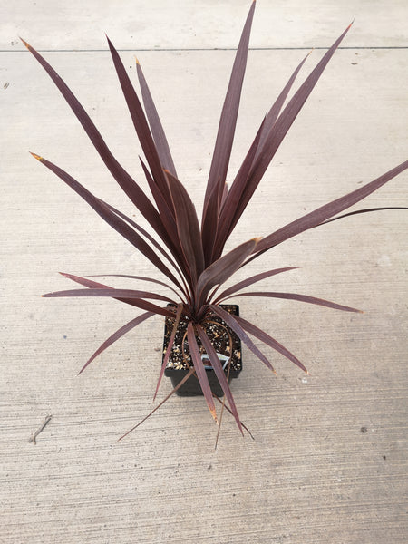 cordyline red spike plant