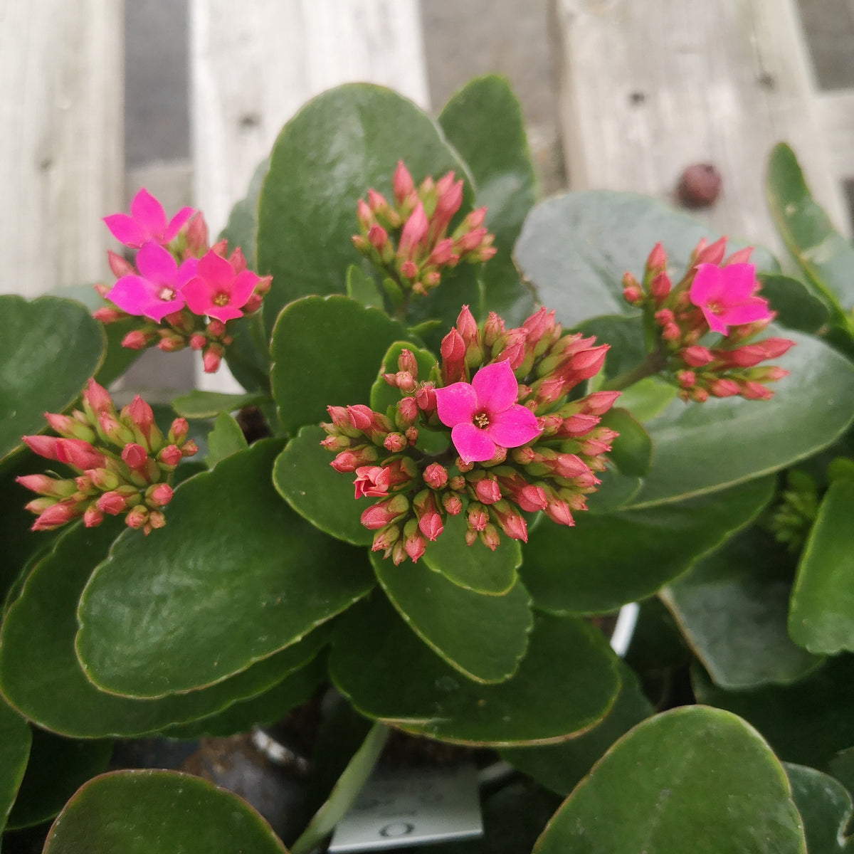 Kalanchoe Calanday Bromo – The Greenery Garden Centre