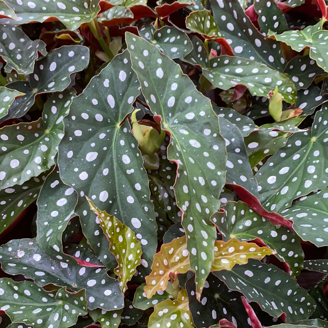Begonia Maculata – The Greenery Garden Centre