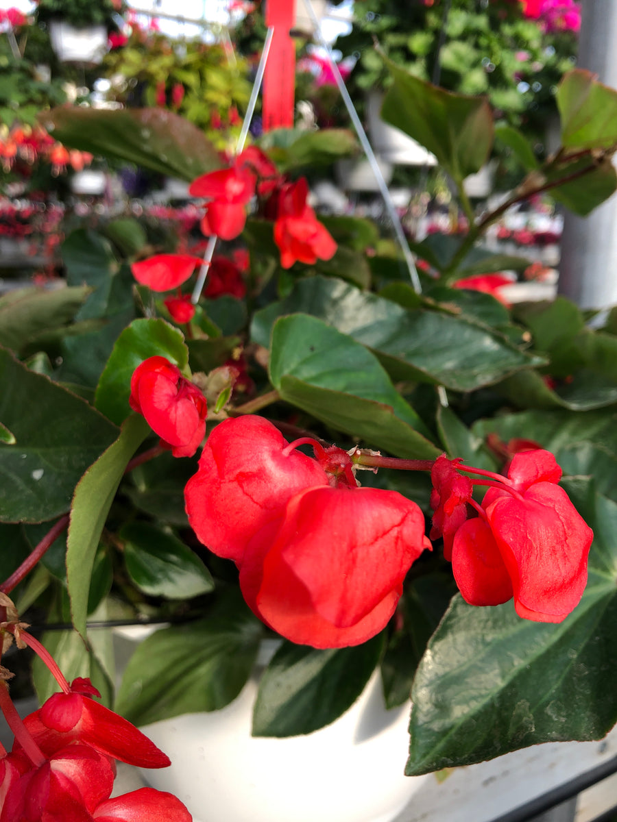 Begonia Dragon Wing Red – The Greenery Garden Centre