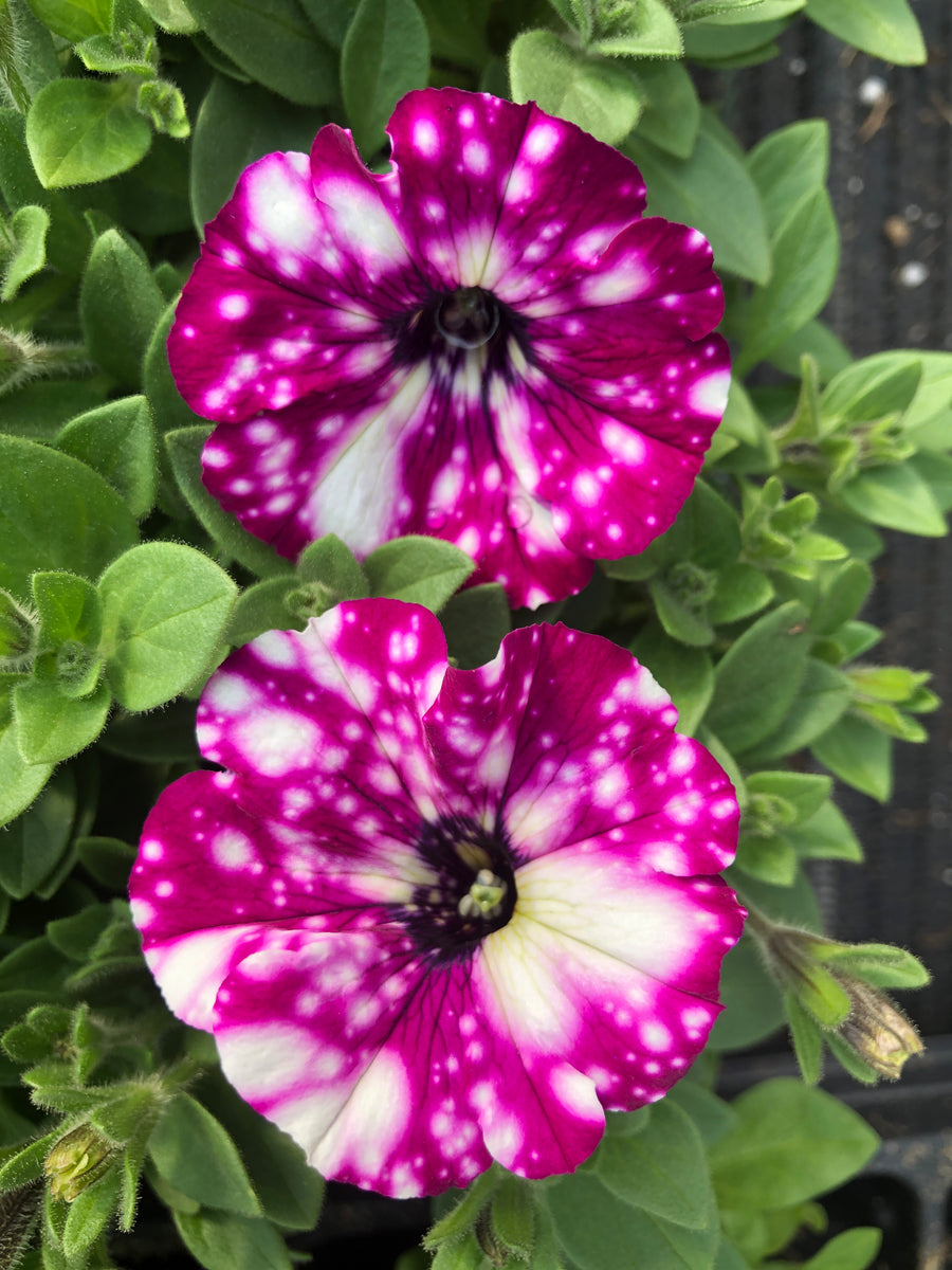 Petunias Headliner Electric Purple Sky – The Greenery Garden Centre