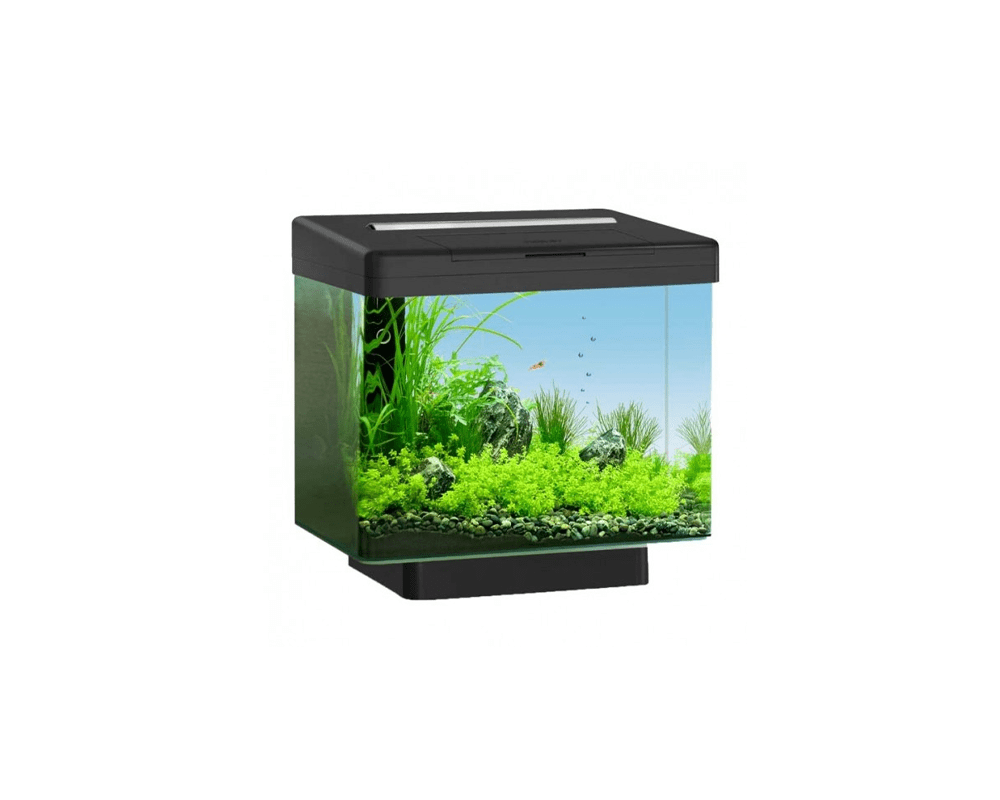 korrelat opbevaring Hele tiden Vio 40 LED Aquarium (40 x 26 x 35 + Socket 5 cm) - Juwel Aquarium