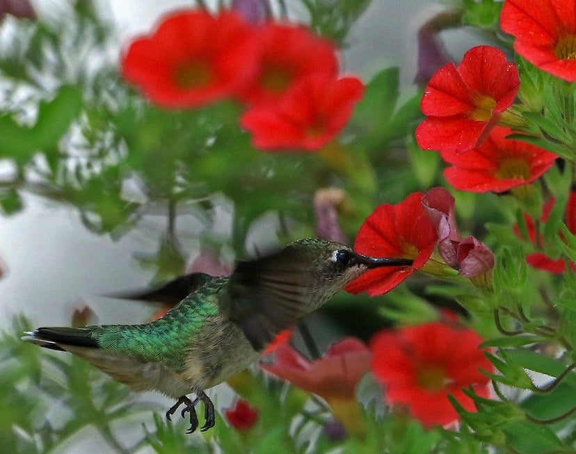 Hummer From The Summer Gone By