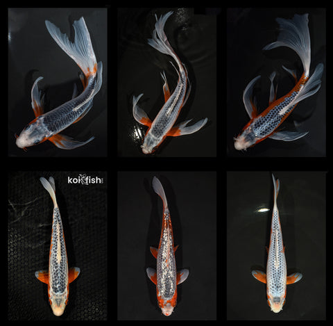 Getting to Know Asagi & Shusui Koi Fish Varieties