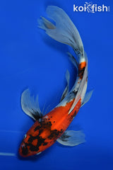Butterfly Koi: Ultimate Guide to This Popular Koi Variety