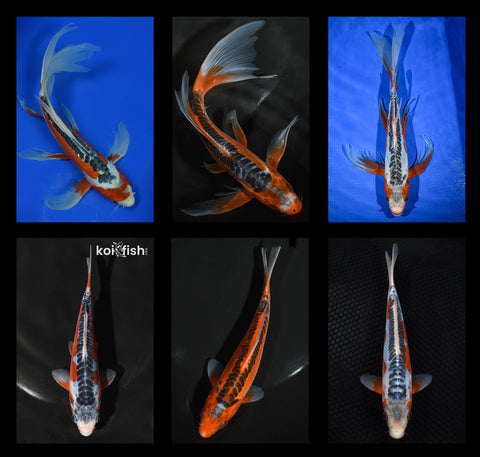 Getting to Know Asagi & Shusui Koi Fish Varieties