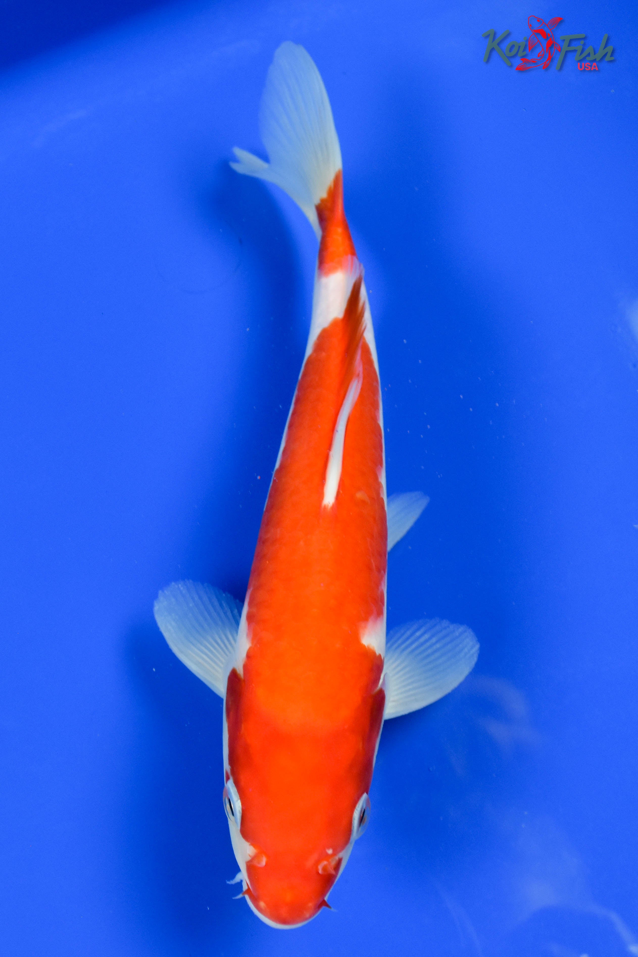 Shop Standard Fin Koi Fish for Sale Online | Koi Fish USA – koifishusa