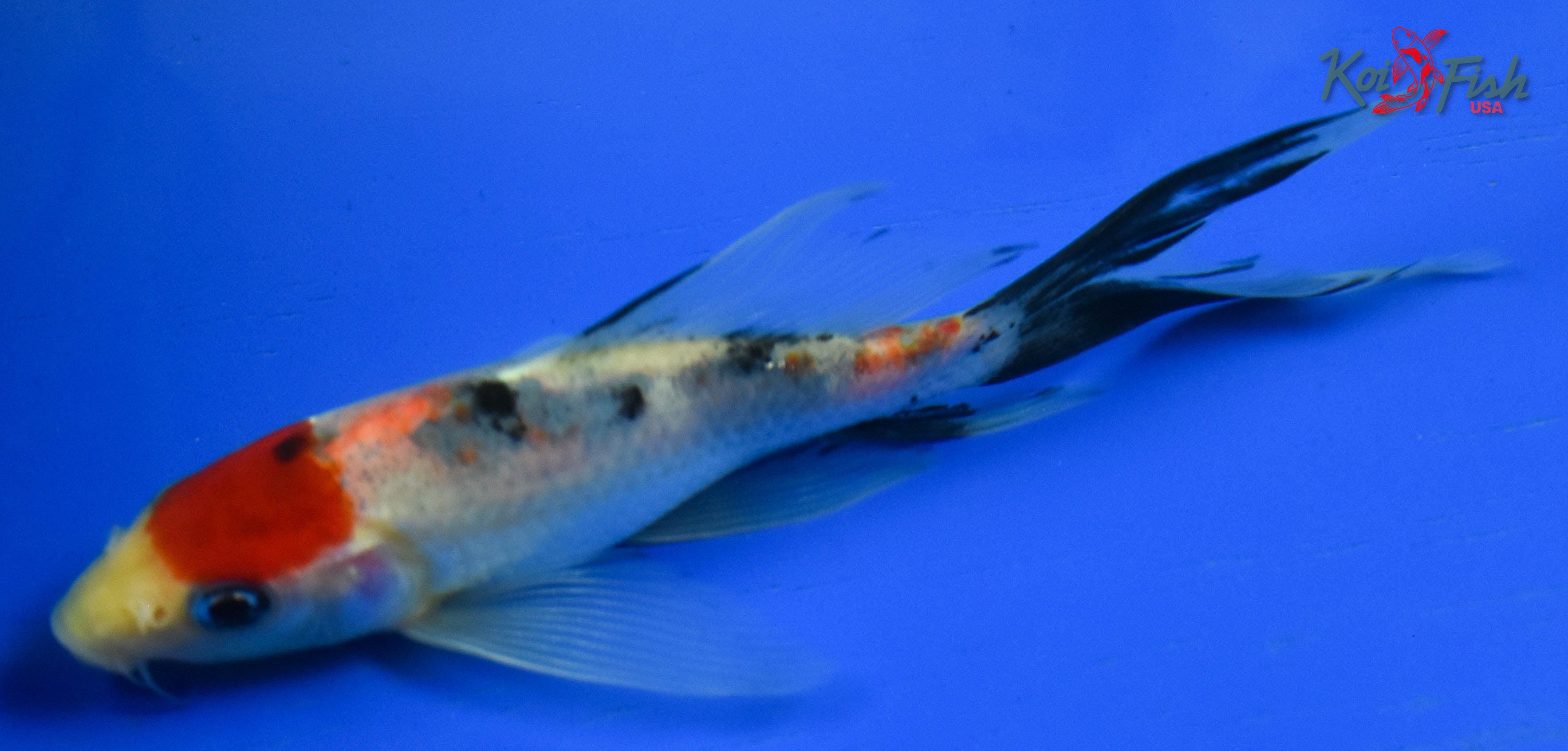 Shop for Butterfly Koi for Sale Online | Koi Fish USA – Tagged "4-6