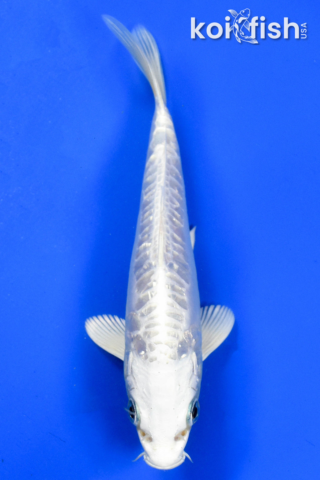 Shop Standard Fin Koi Fish for Sale Online | Koi Fish USA – Page 2