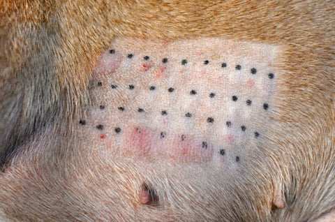 Allergy testing marks on dog