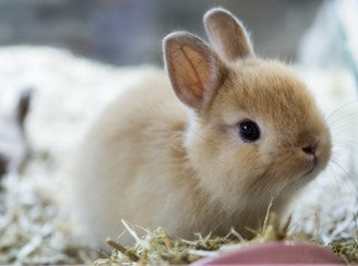 Baby bunny