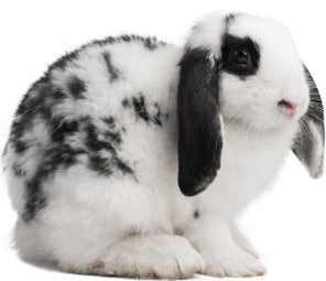 Black and white rabbit with floppy ears