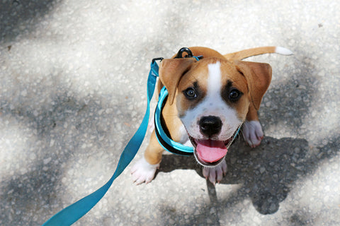 Puppy on leash and harness