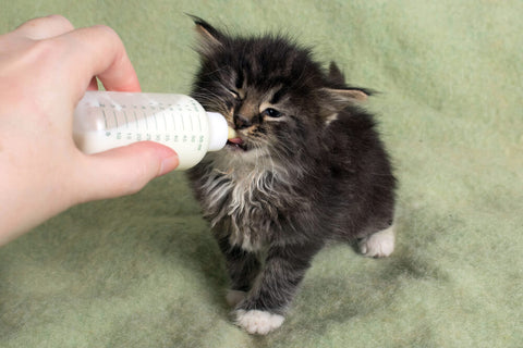 Kitten being bottle fed