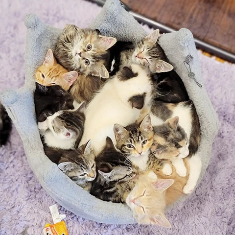 Basket of kittens