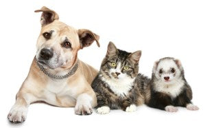 Dog, Cat and Ferret